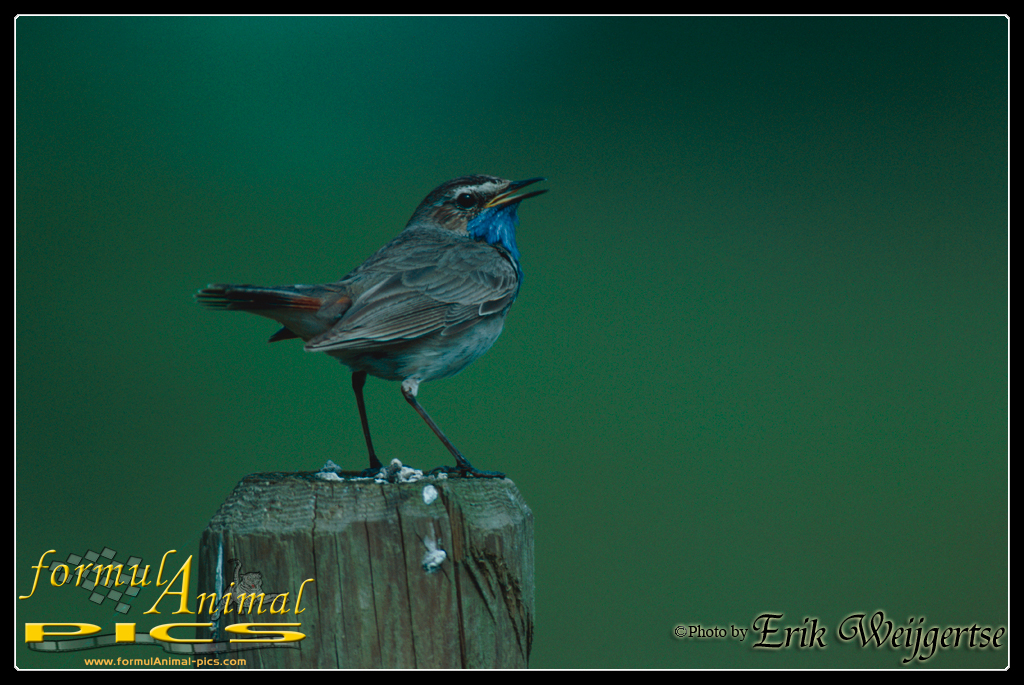 1002x662 pixels (689K)