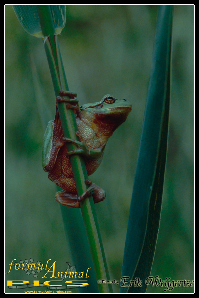 663x1001 pixels (661K)