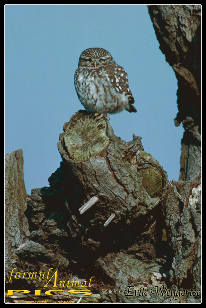 663x1001 pixels (752K)