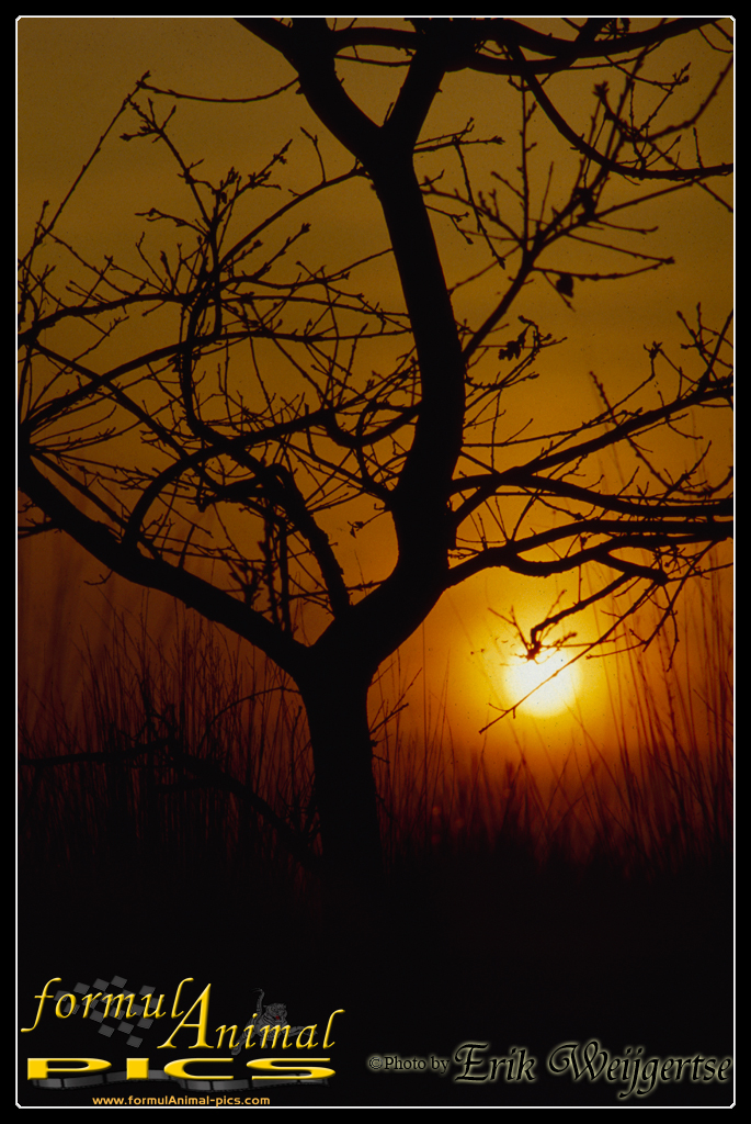 663x1001 pixels (647K)